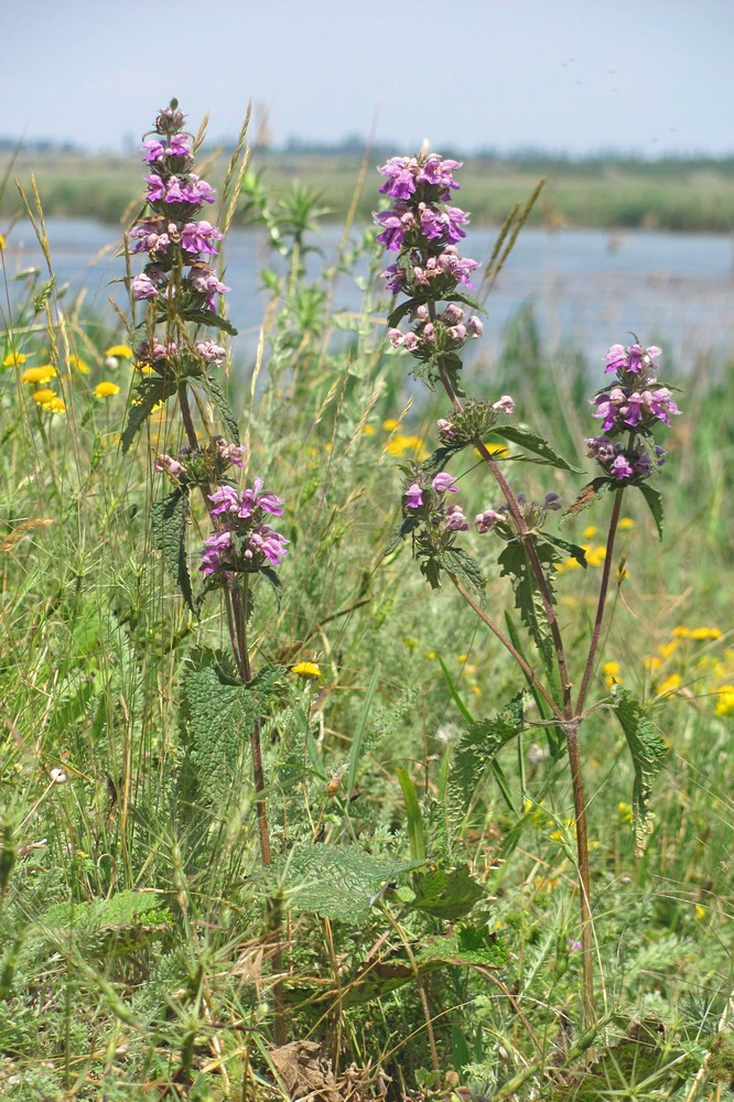 Image of Phlomoides hybrida specimen.