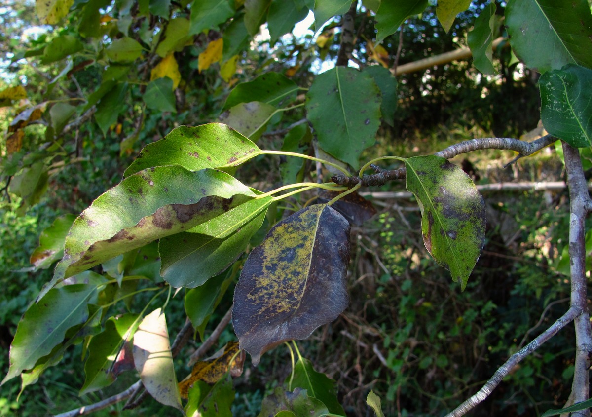 Image of Pyrus caucasica specimen.