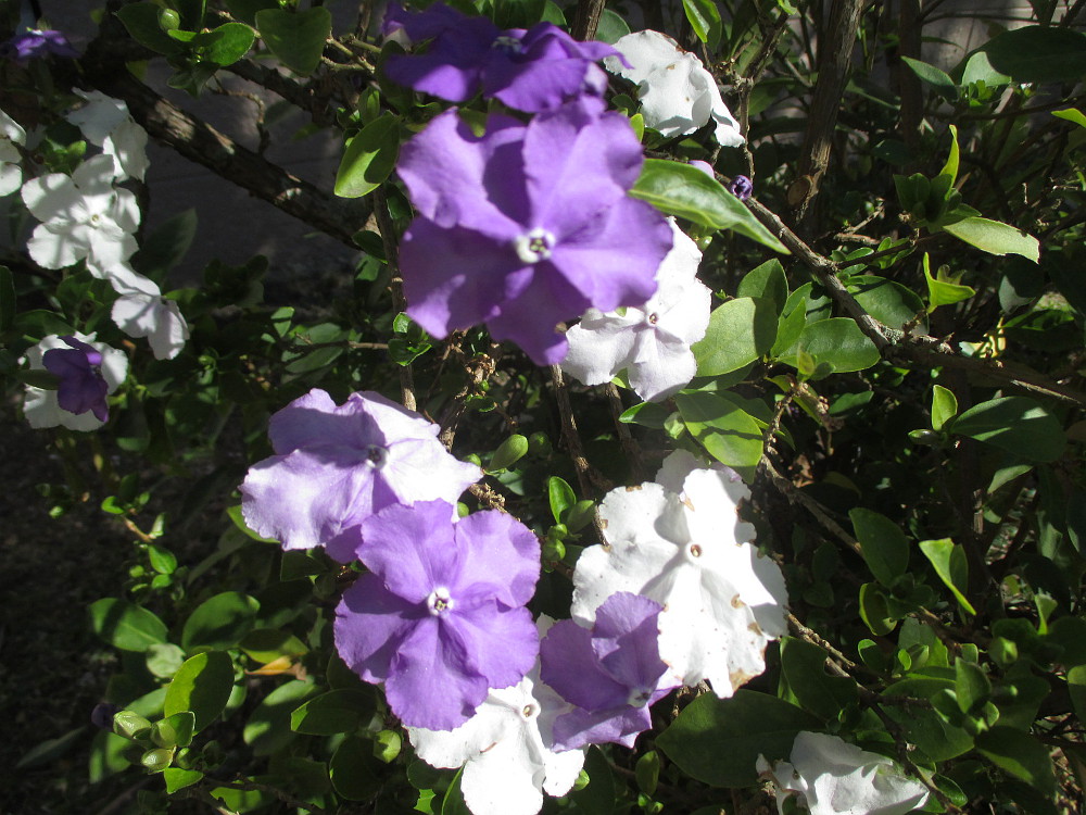 Изображение особи Brunfelsia australis.