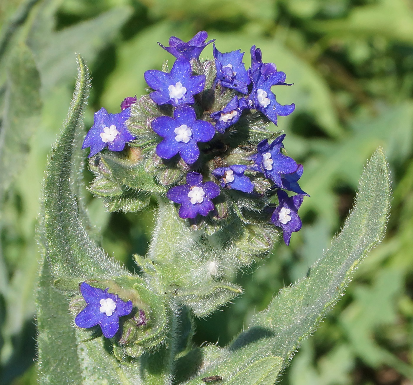 Image of Anchusa officinalis specimen.