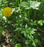 Trollius europaeus. Цветущее растение. Татарстан, Лениногорский р-н, смешанный лес. 06.06.2015.