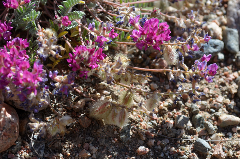 Изображение особи Oxytropis susamyrensis.