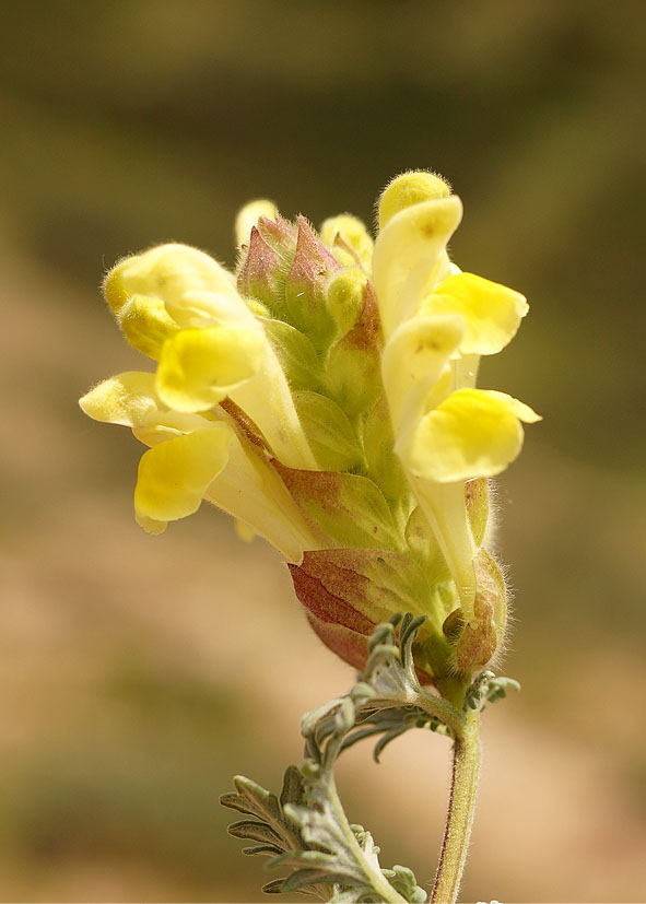 Image of Scutellaria przewalskii specimen.