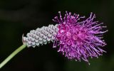 Sanguisorba magnifica. Соцветие. Приморский край, Партизанский р-н, окр. с. Кузнецово, известняковые скалы. 25.08.2015.