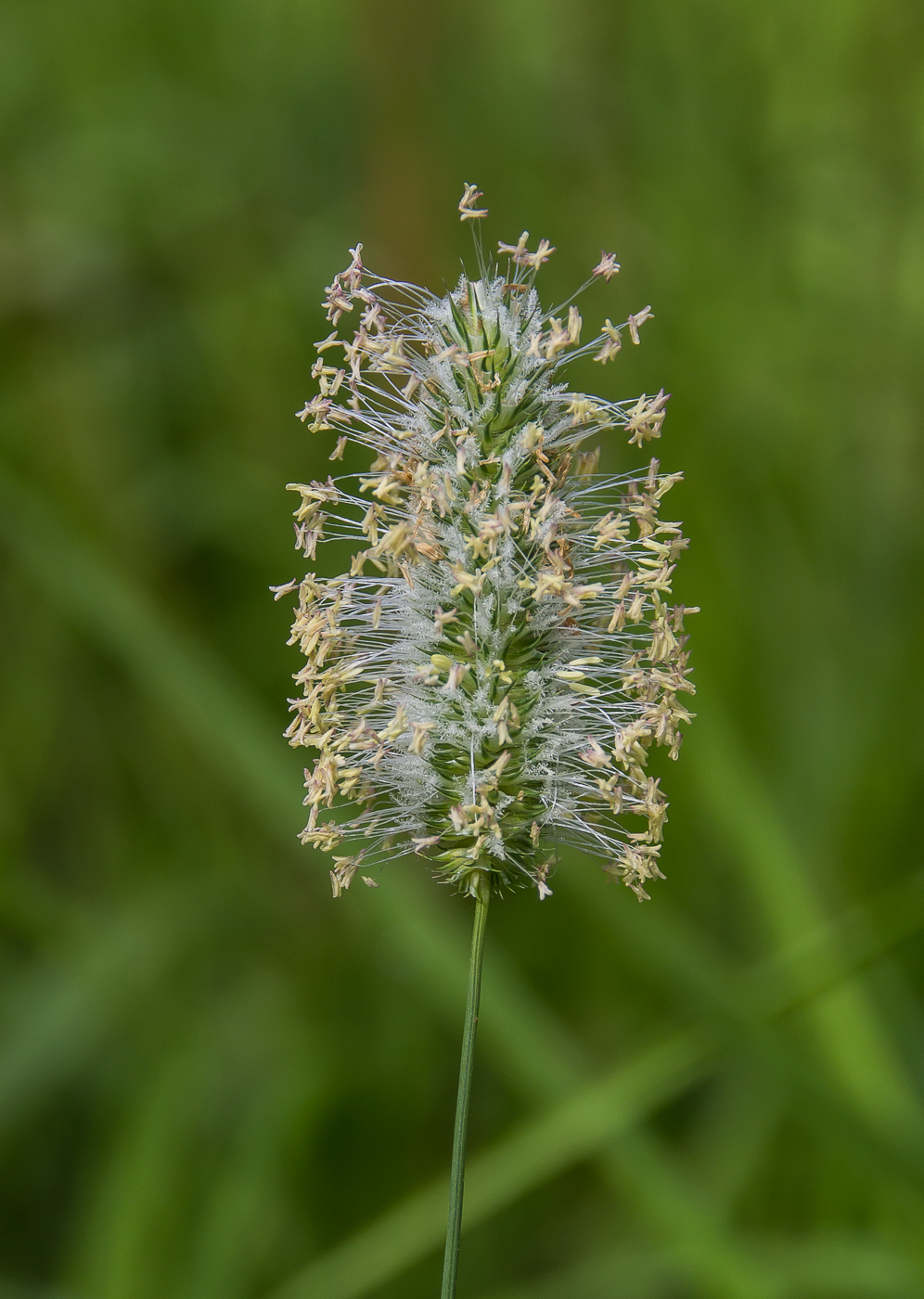 Image of Phleum pratense specimen.