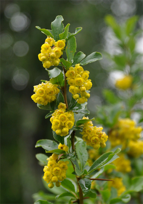 Image of Berberis vulgaris specimen.