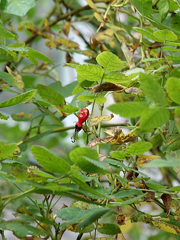 Image of Rosa acicularis specimen.