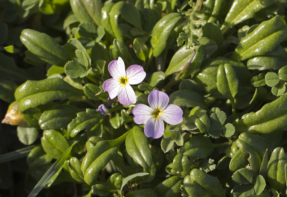 Image of Malcolmia flexuosa specimen.