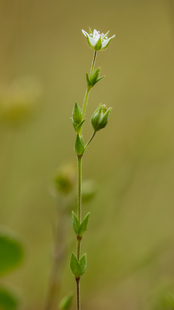 Image of genus Arenaria specimen.