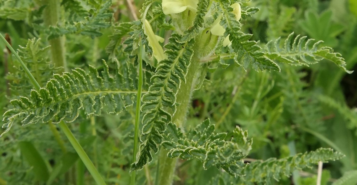 Image of Pedicularis sibthorpii specimen.