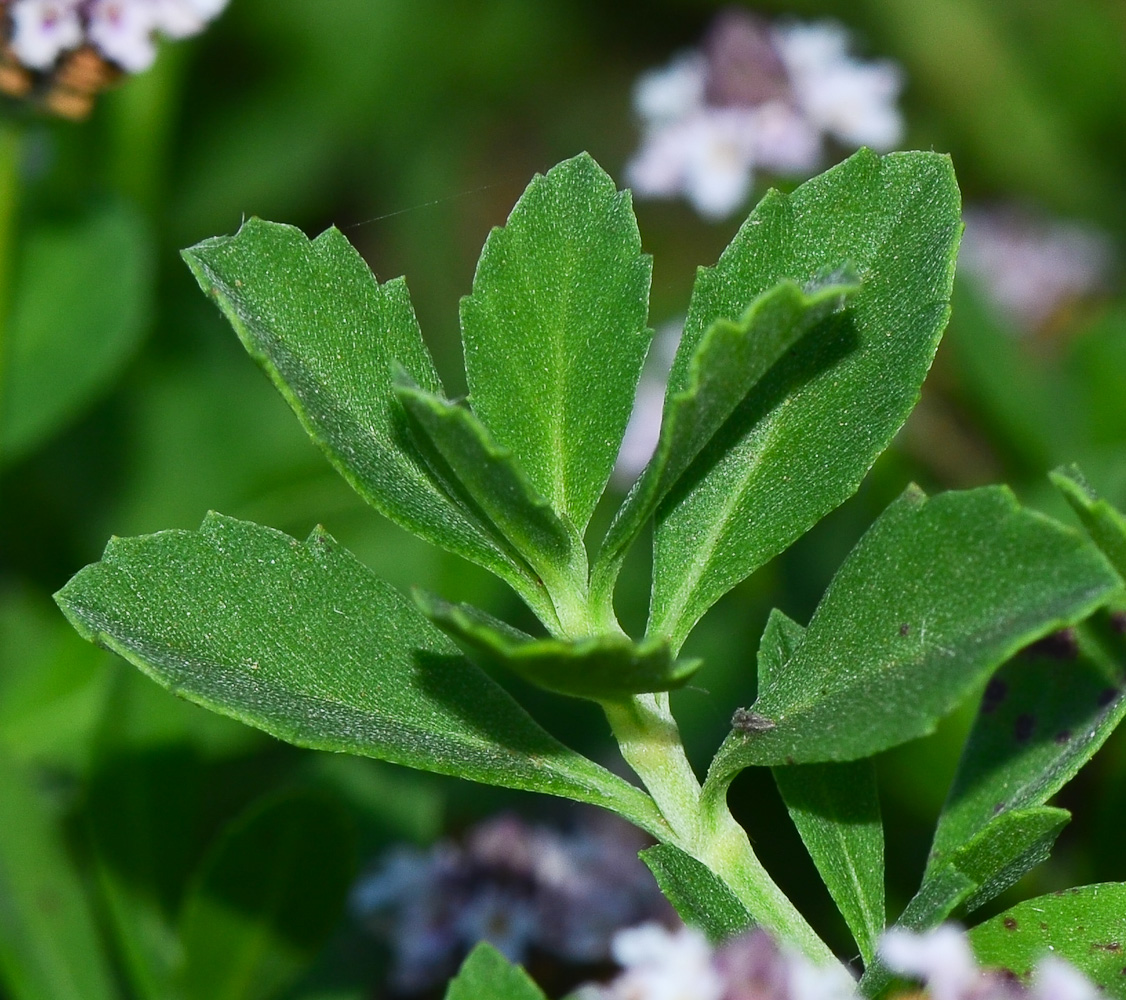 Image of Lippia nodiflora specimen.