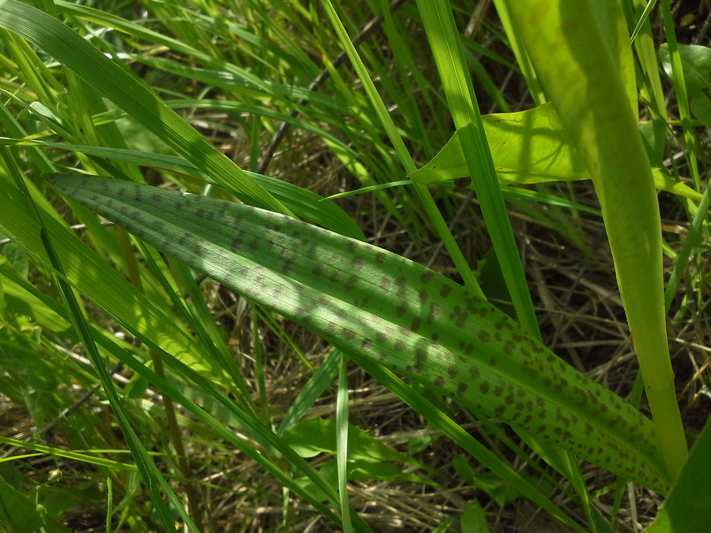 Image of Dactylorhiza baltica specimen.