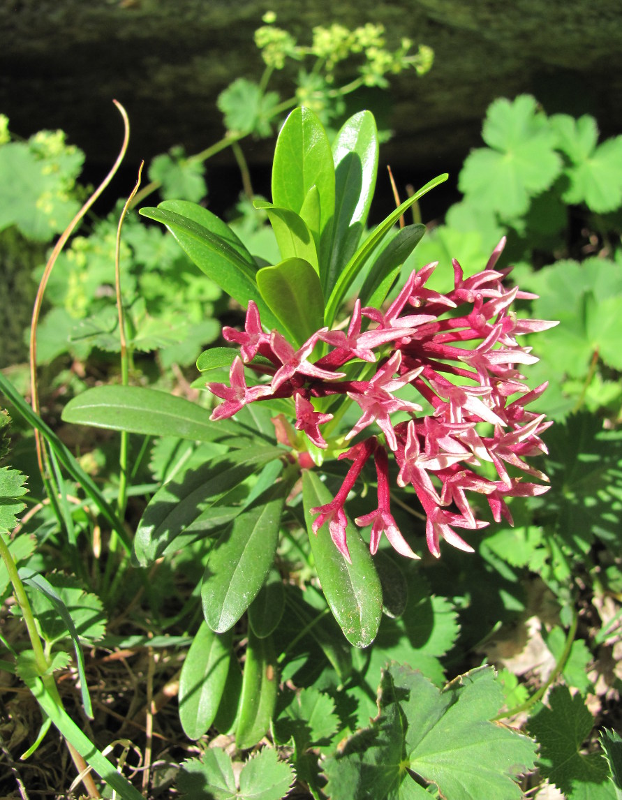 Image of Daphne glomerata specimen.