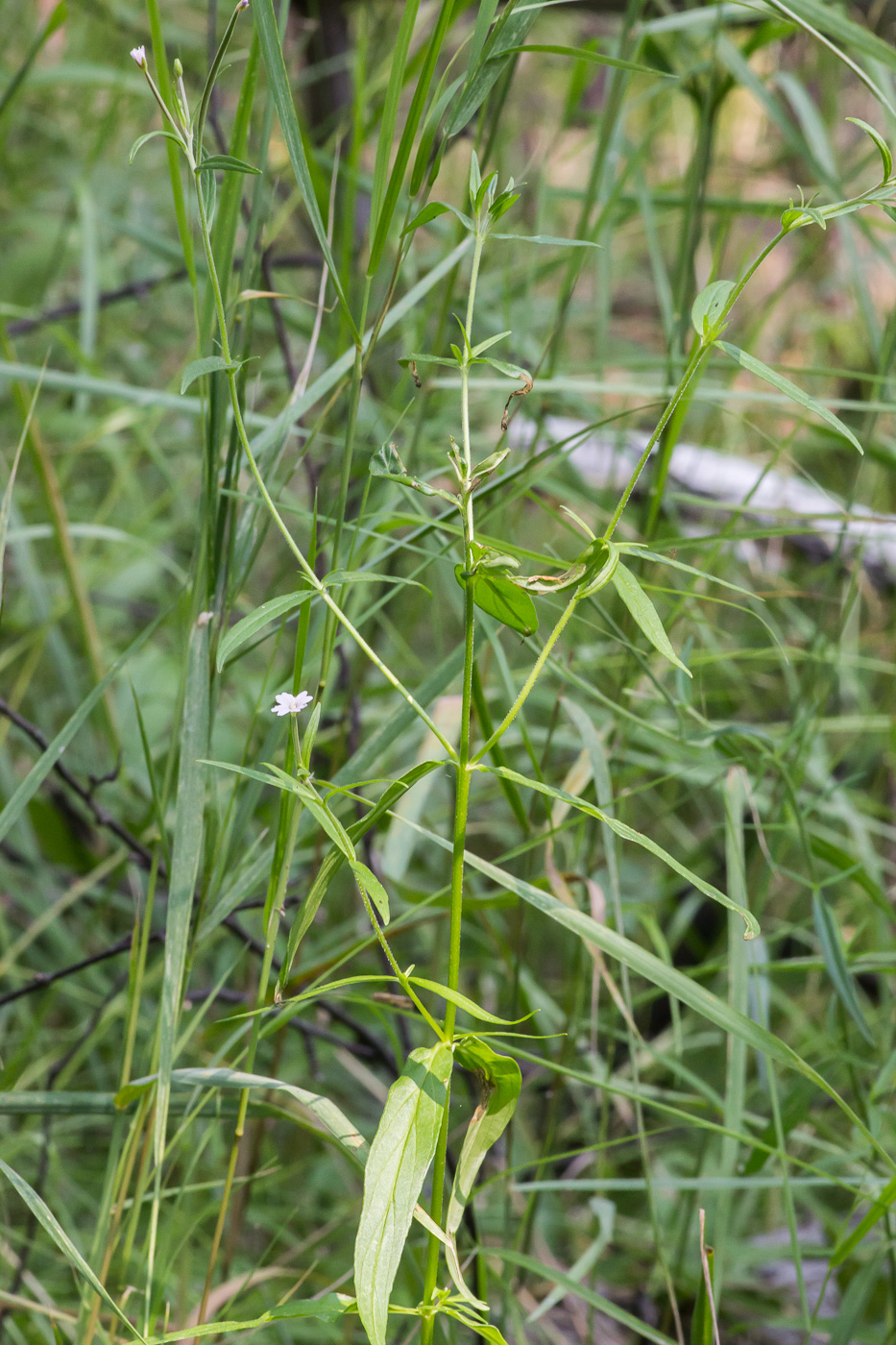 Image of Epilobium palustre specimen.