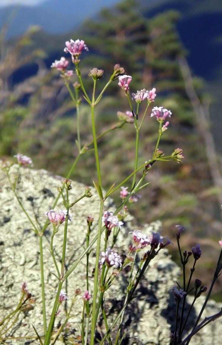 Image of Asperula biebersteinii specimen.