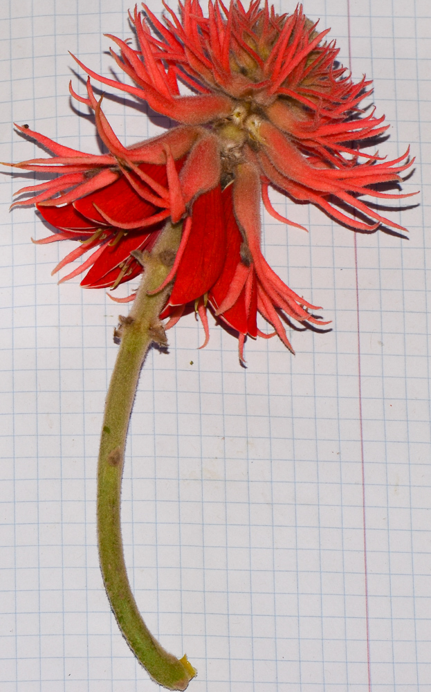 Изображение особи Erythrina abyssinica.