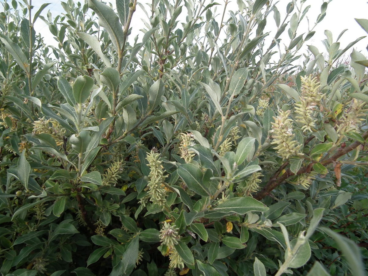 Изображение особи Salix glauca.