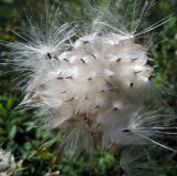 Cirsium vulgare. Разлетающиеся плоды-семянки. Московская обл., г. Электрогорск, пустырь у дороги. 03.09.2016.