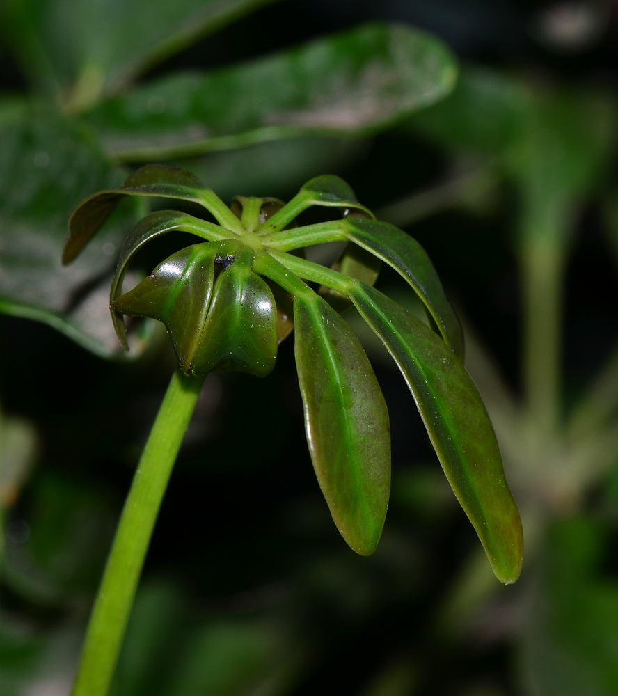 Image of Heptapleurum arboricola specimen.