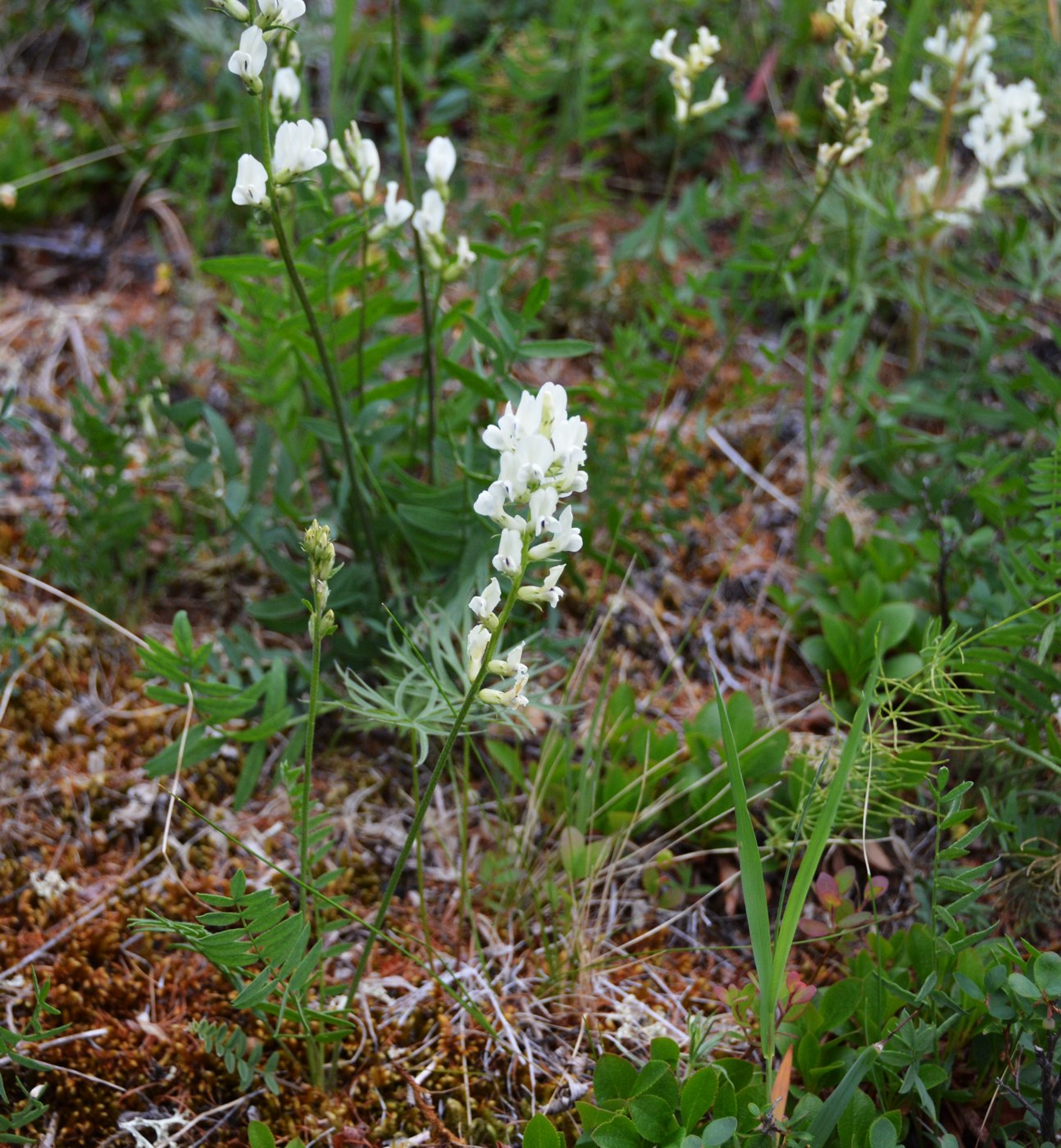 Image of Oxytropis leucantha specimen.