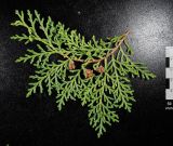 Смотреть изображение Thuja sutchuenensis