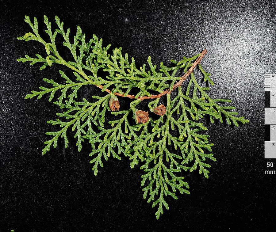 Image of Thuja sutchuenensis specimen.