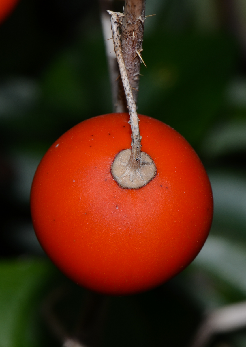 Image of familia Solanaceae specimen.