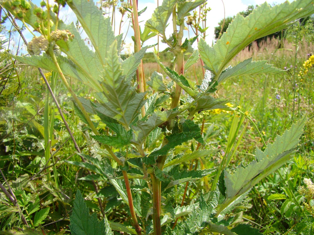 Image of Filipendula ulmaria specimen.