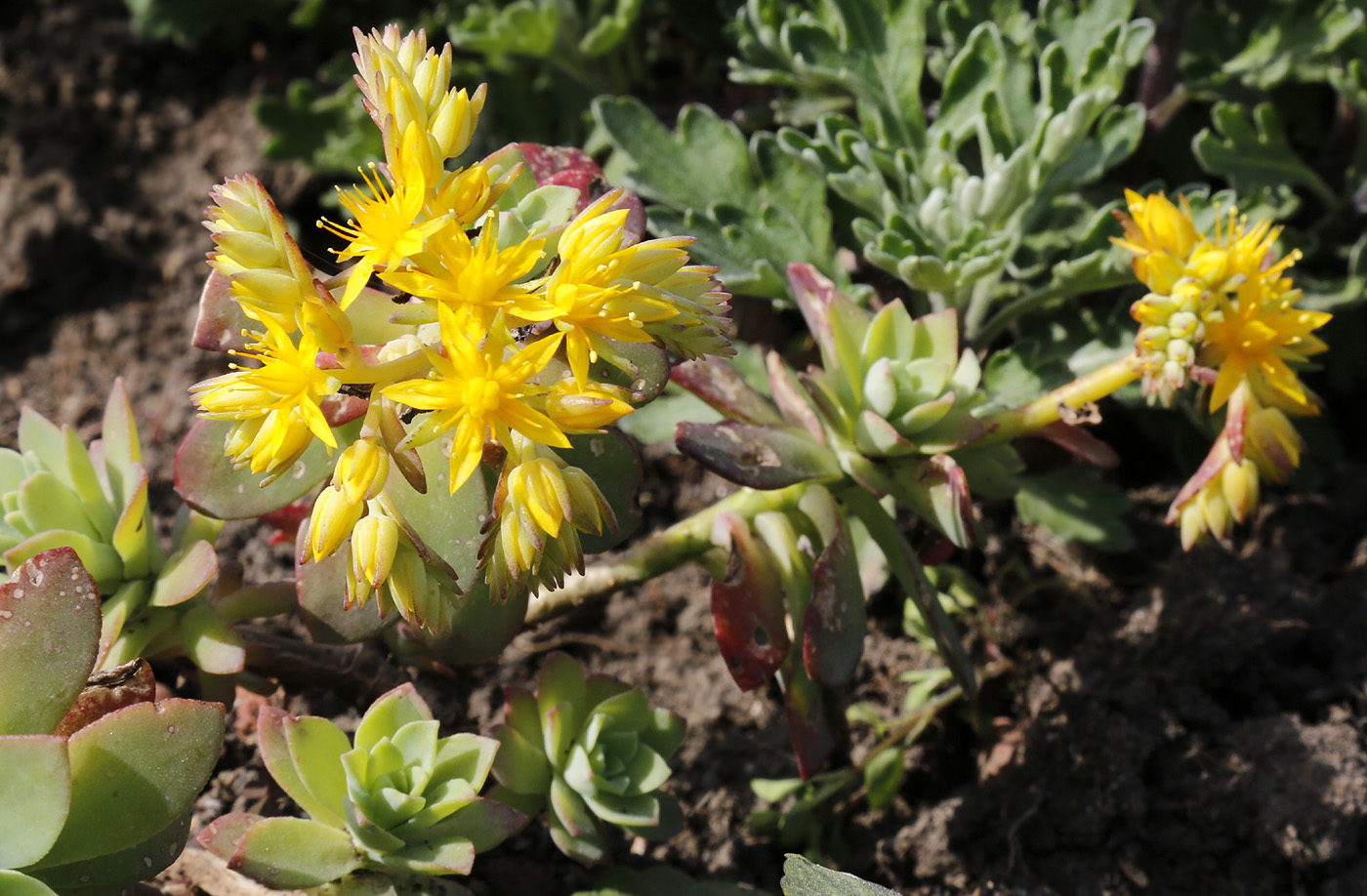 Изображение особи Sedum palmeri.