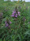 Stachys palustris