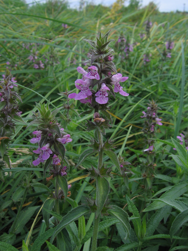 Изображение особи Stachys palustris.