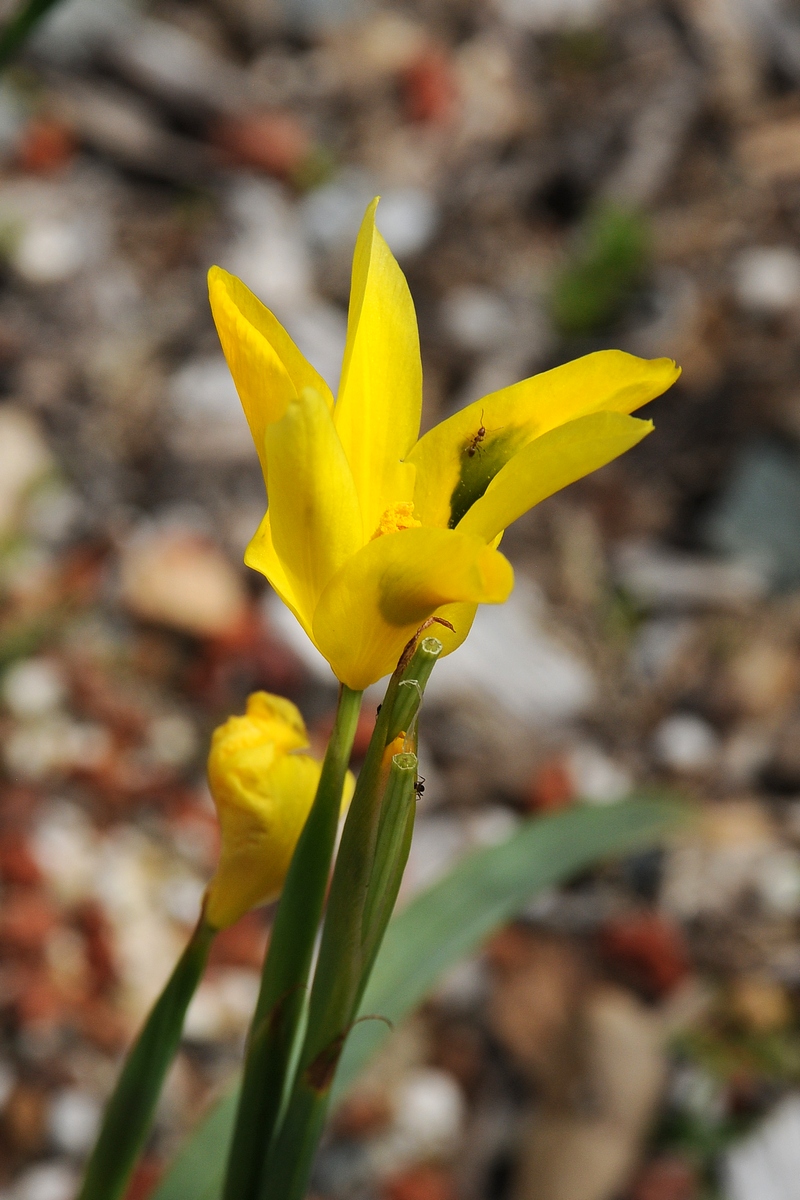 Изображение особи Moraea elegans.