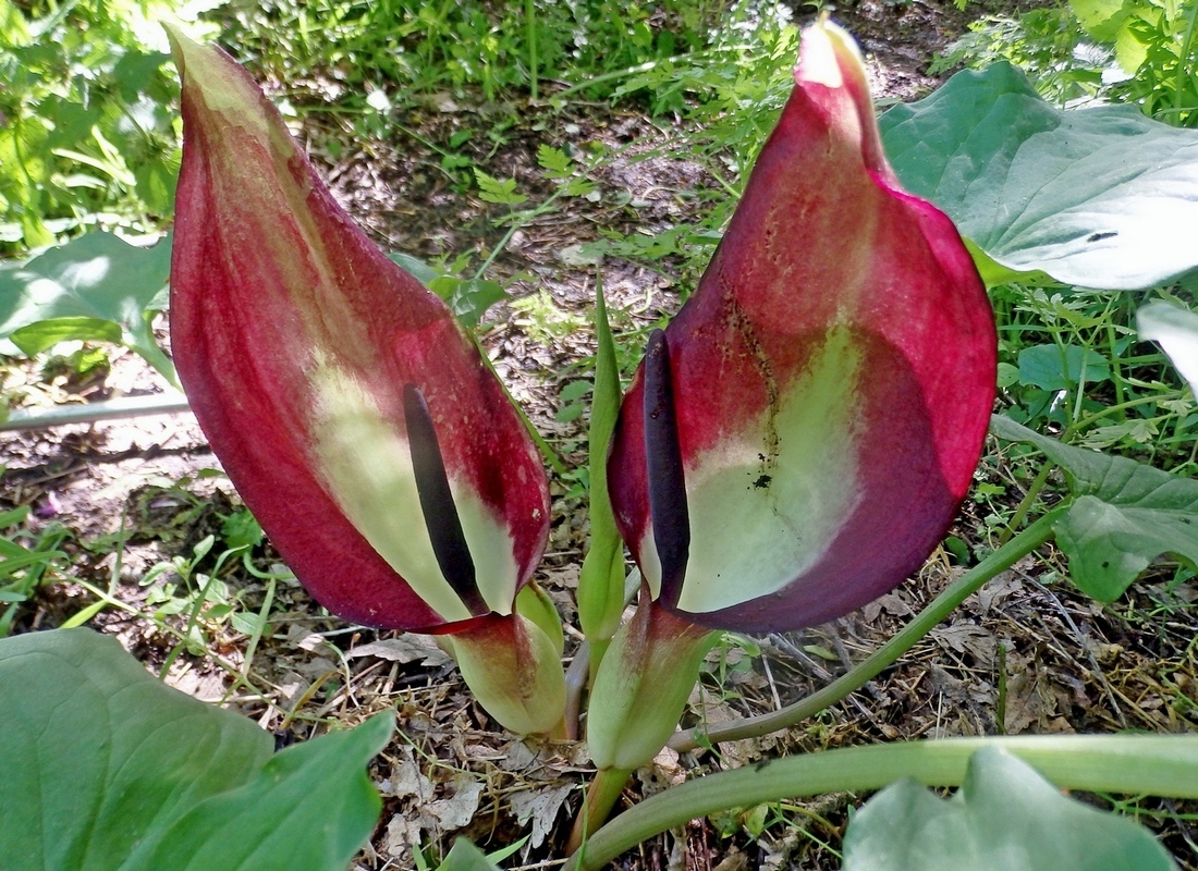 Изображение особи Arum elongatum.