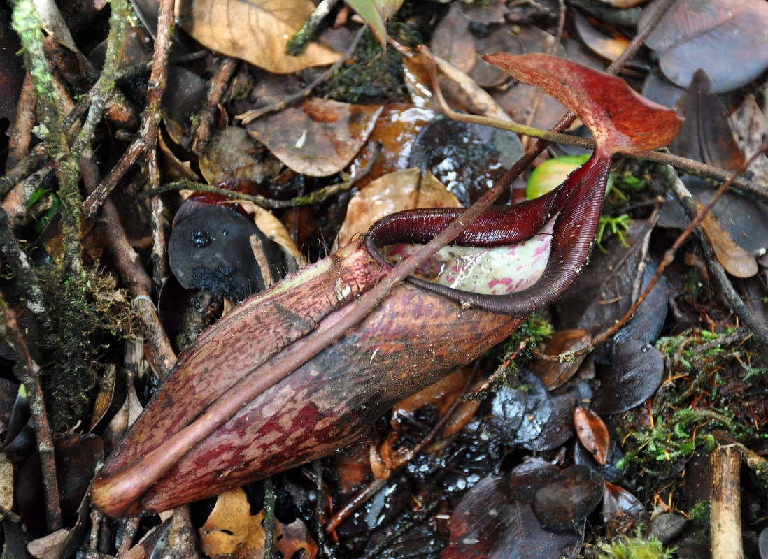 Image of Nepenthes sanguinea specimen.