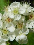 genus Crataegus. Цветки. Подмосковье, окр. г. Одинцово, смешанный лес. Июнь 2017 г.