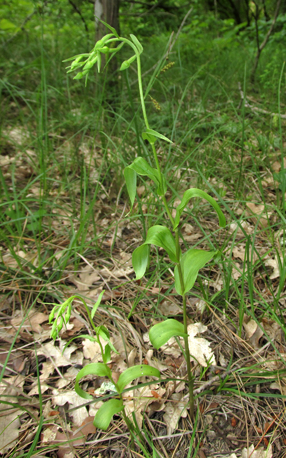 Image of Epipactis euxina specimen.