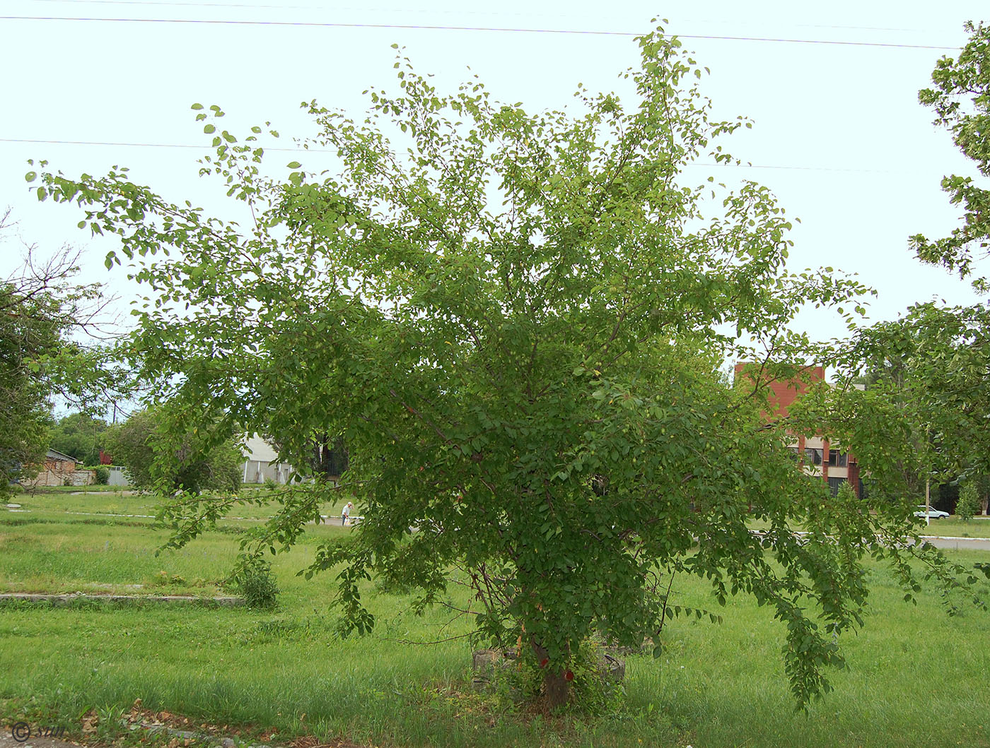 Изображение особи Prunus cerasifera.