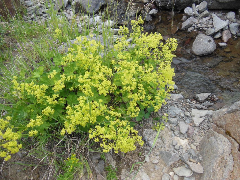 Image of Alchemilla venosa specimen.