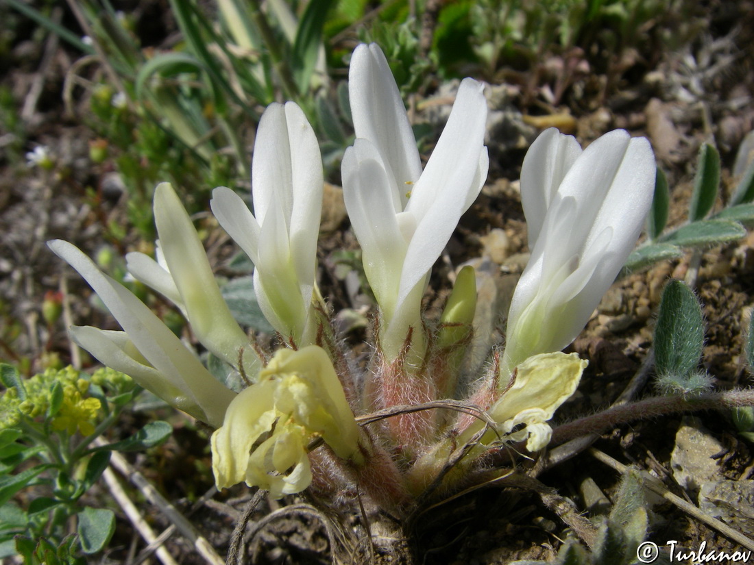 Изображение особи Astragalus rupifragus.