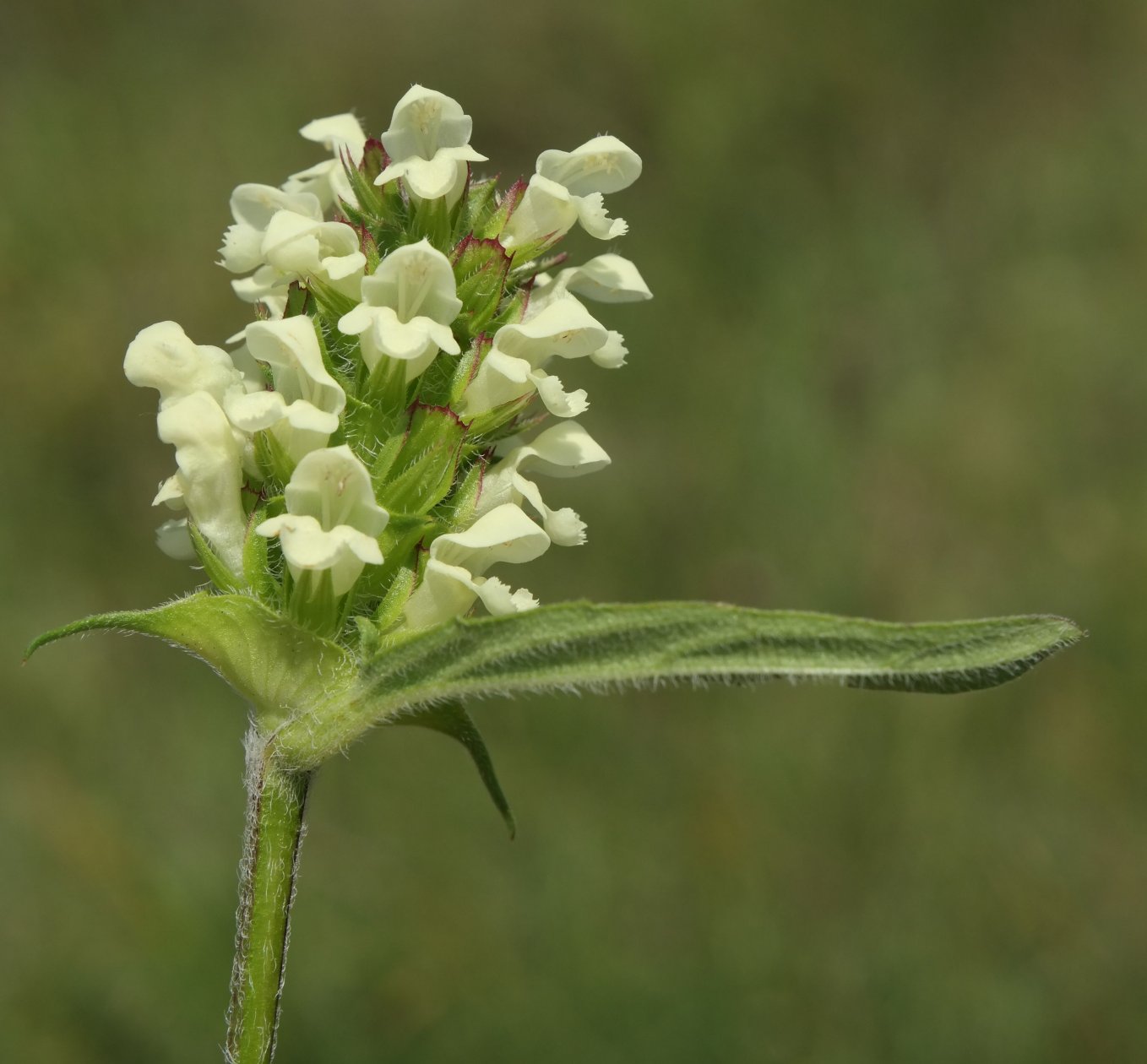 Image of Prunella laciniata specimen.