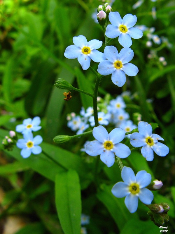 Изображение особи Myosotis palustris.