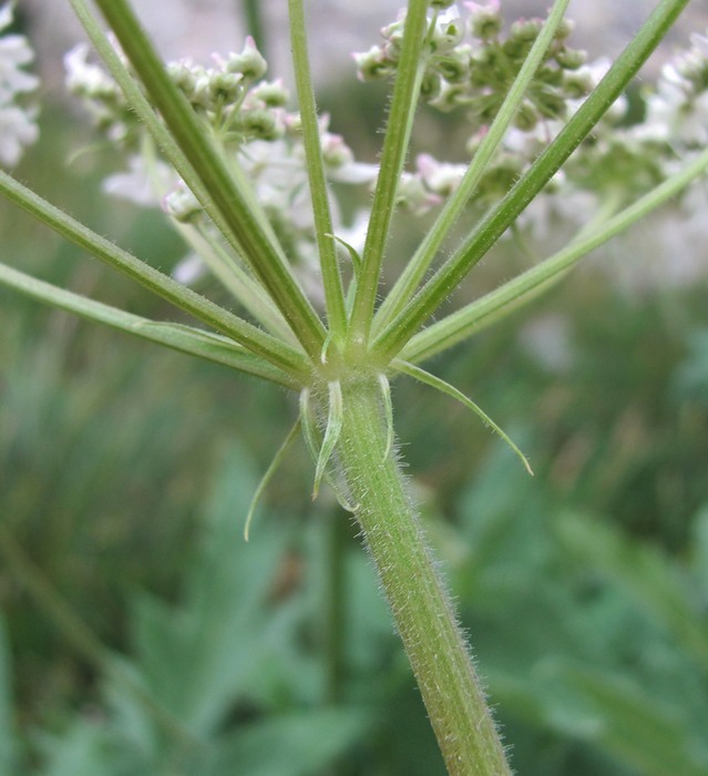 Изображение особи Heracleum freynianum.