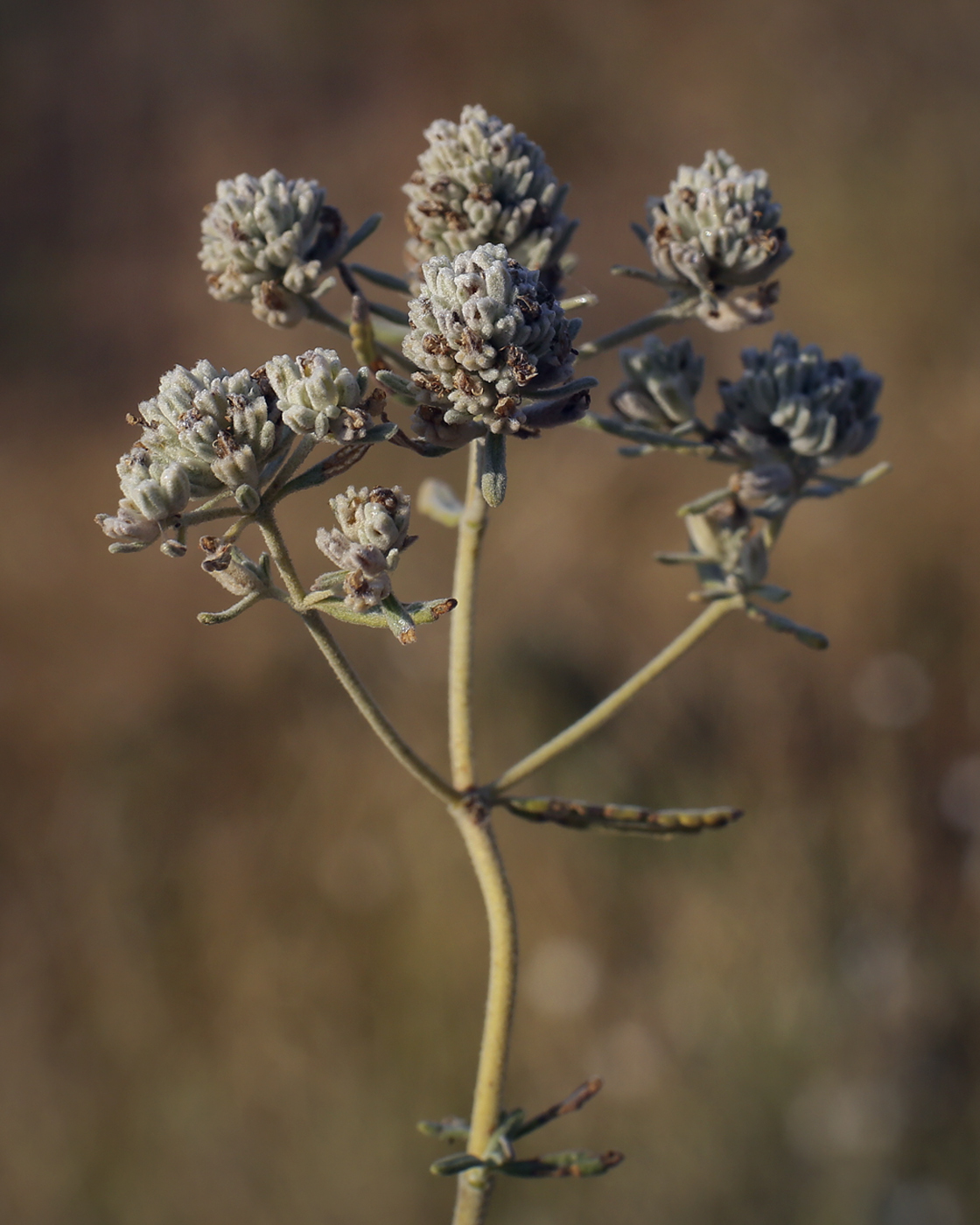 Image of Teucrium capitatum specimen.