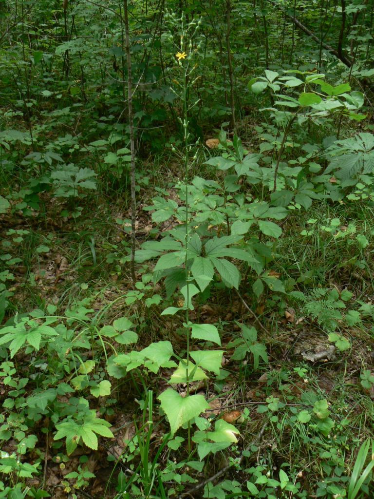 Image of Lactuca triangulata specimen.