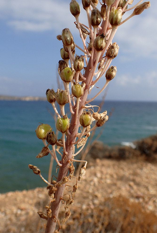 Image of Drimia numidica specimen.