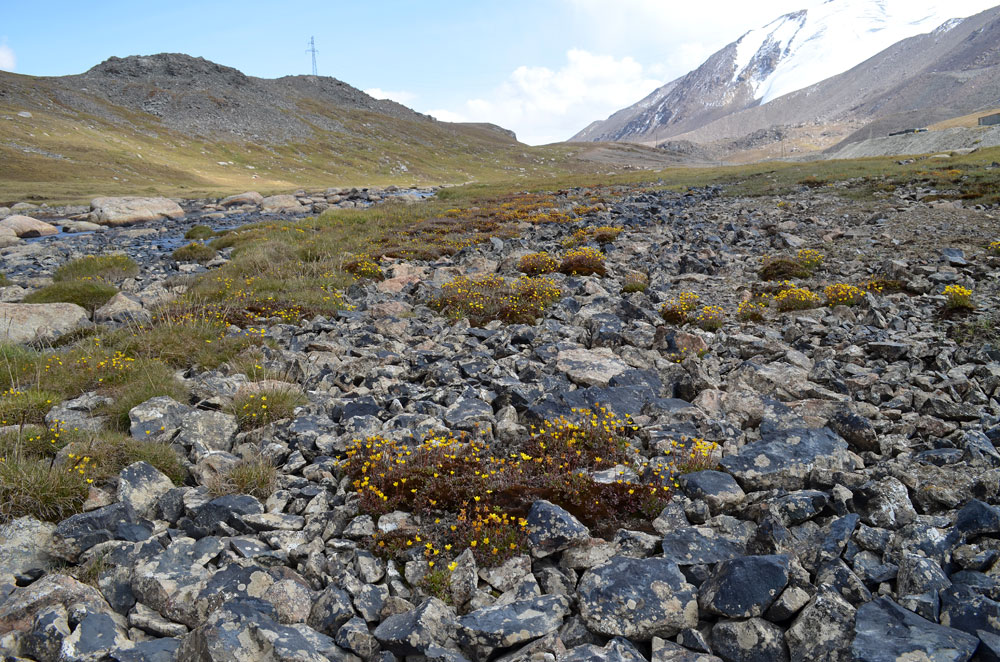 Image of Saxifraga hirculus specimen.