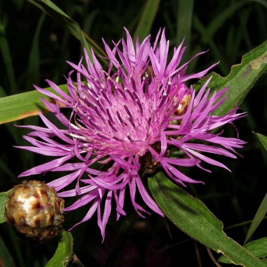 Изображение особи Centaurea jacea.