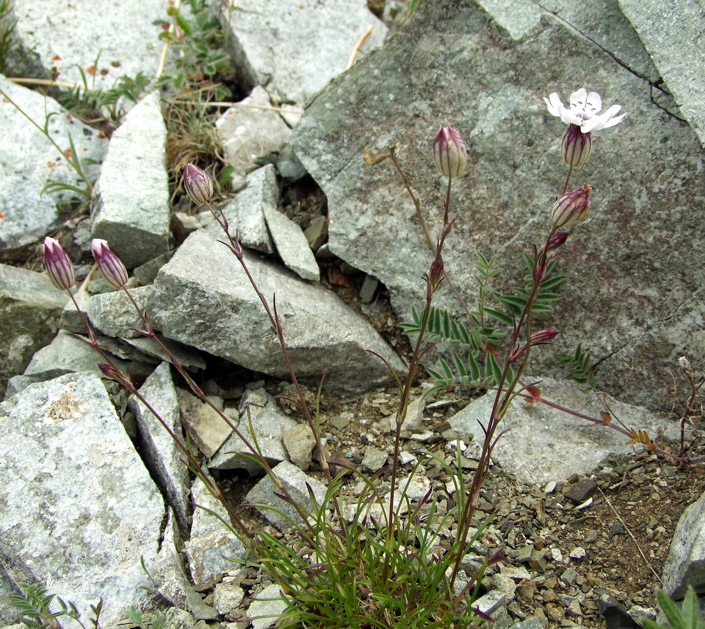 Image of Silene stenophylla specimen.