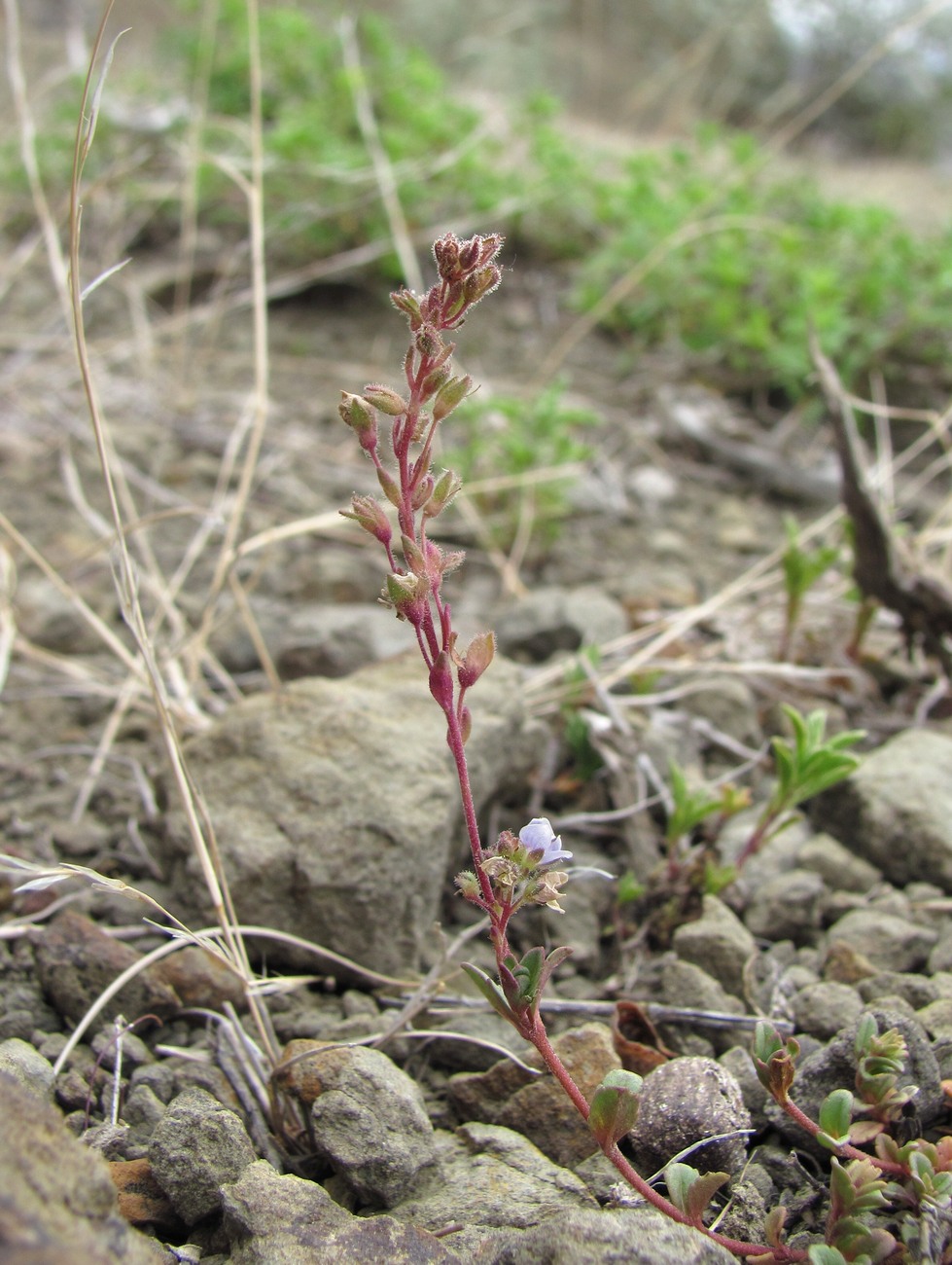 Image of Veronica vendettadeae specimen.