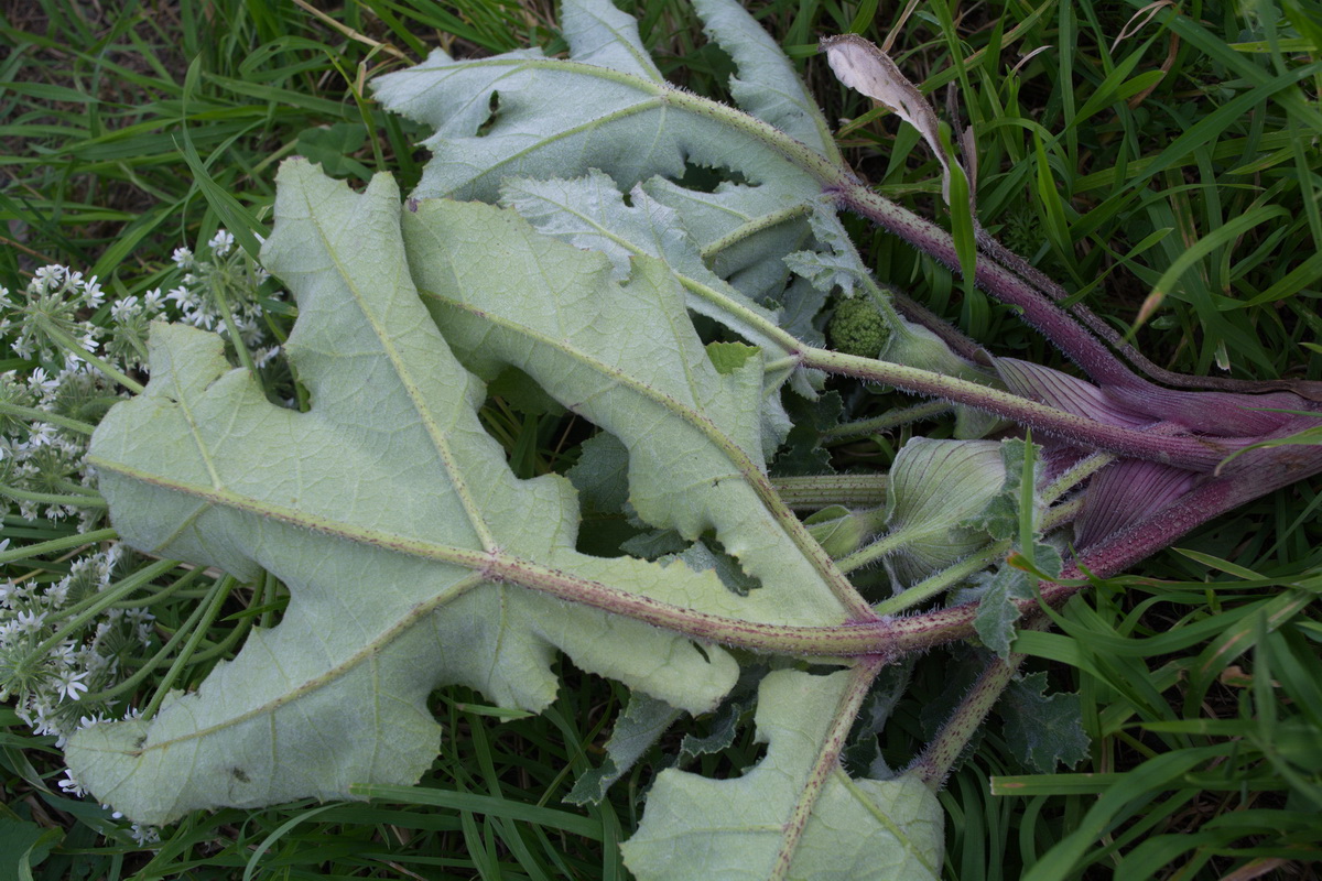 Image of Heracleum grandiflorum specimen.